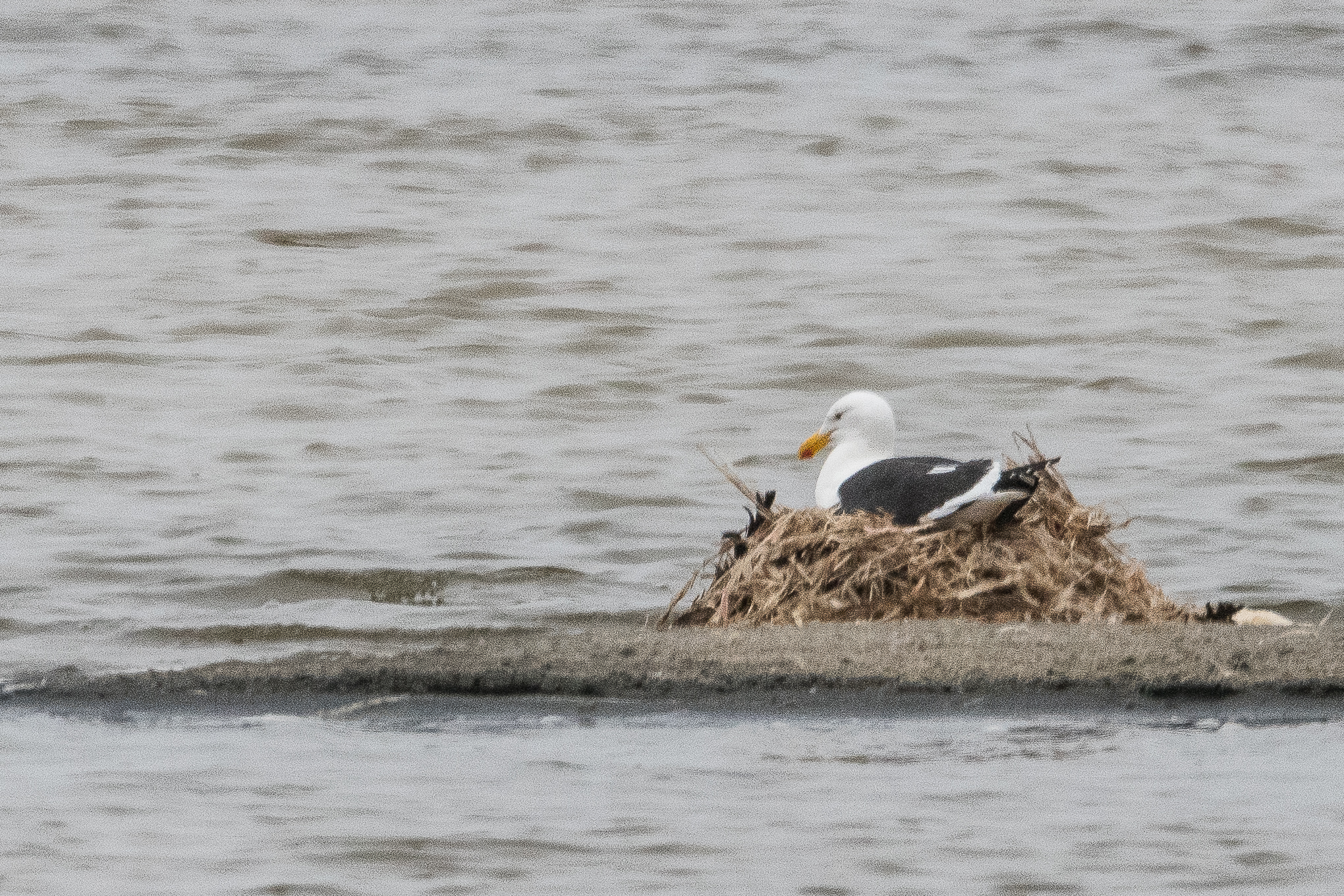 Goéland dominicain (Kelp gull, Larus dominicanus), adulte couvant prés du rivage, Baie de Walvis, Namibie.